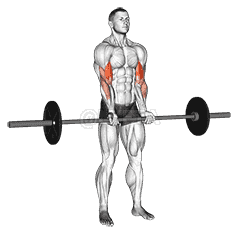 Barbell Standing Close Grip Curl demonstration