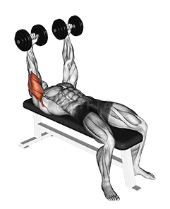 Dumbbell Lying  Extension  demonstration