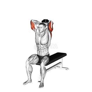 Dumbbell Seated Bench Extension demonstration