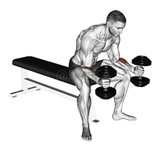 Dumbbell Seated Neutral Wrist Curl demonstration