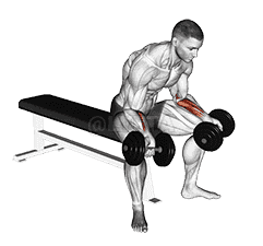 Dumbbell Seated Palms Up Wrist Curl demonstration