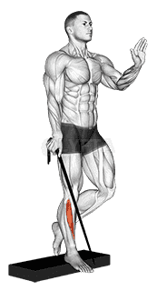 Band single leg reverse calf raise demonstration
