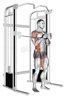 Cable vertical Pallof Press demonstration