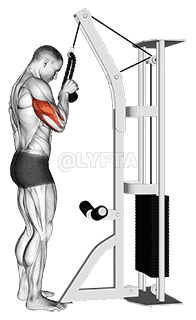 Cable Standing One Arm Tricep Pushdown  demonstration