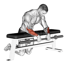 Barbell Palms Down Wrist Curl Over A Bench demonstration