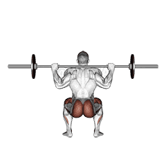 Barbell Full Squat  demonstration