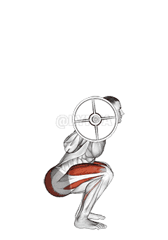 Barbell Full Squat  demonstration