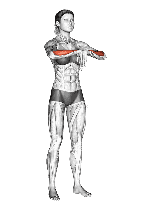 Wrist Extensor Stretch demonstration