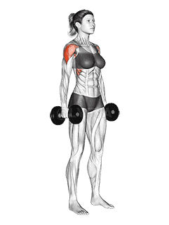 Dumbbell Standing Lateral Raise  demonstration