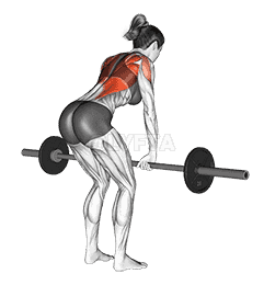 Barbell Bent Over Row  demonstration