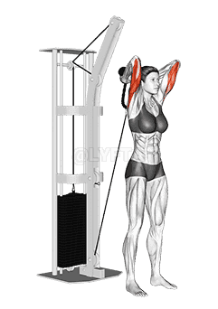 Cable Overhead Triceps Extension  demonstration