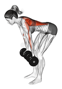Dumbbell Reverse Grip Row  demonstration