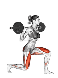 Barbell Split Squat  demonstration