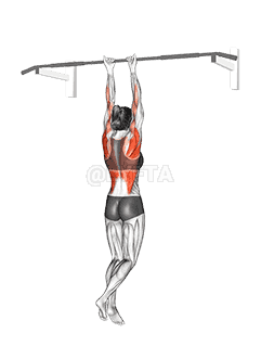 Close-Grip Chin-Up  demonstration
