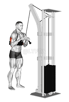 Cable Triceps Pushdown  demonstration