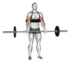 Barbell Biceps Curl  demonstration