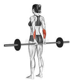 Barbell Standing Back Wrist Curl  demonstration