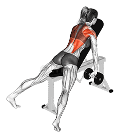 Dumbbell Incline Row  demonstration