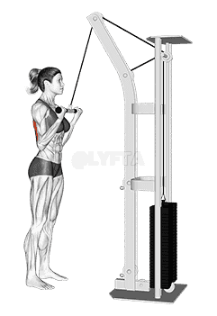 Cable Reverse grip Pushdown  demonstration