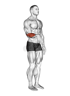 Wrist - Extension - Articulations demonstration