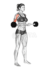 Barbell Drag Curl  demonstration