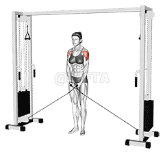 Cable Lateral Raise  demonstration