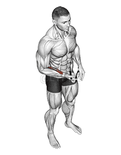 Hand Spring Wrist Curl demonstration