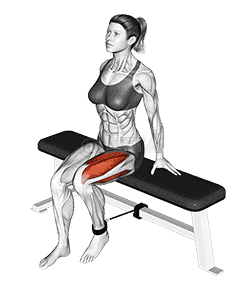 Band Seated Leg Extension  demonstration