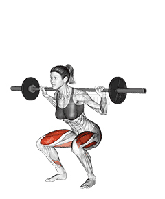 Barbell Squat  demonstration