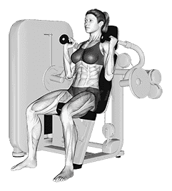 Lever Triceps Extension  demonstration