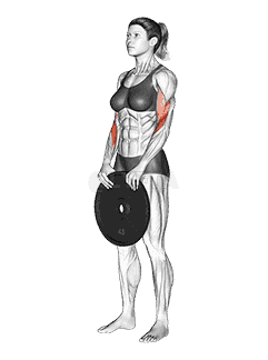 Weighted Standing Curl  demonstration