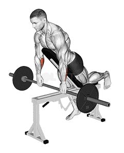 Barbell Incline Wrist Curl with Chest Support demonstration