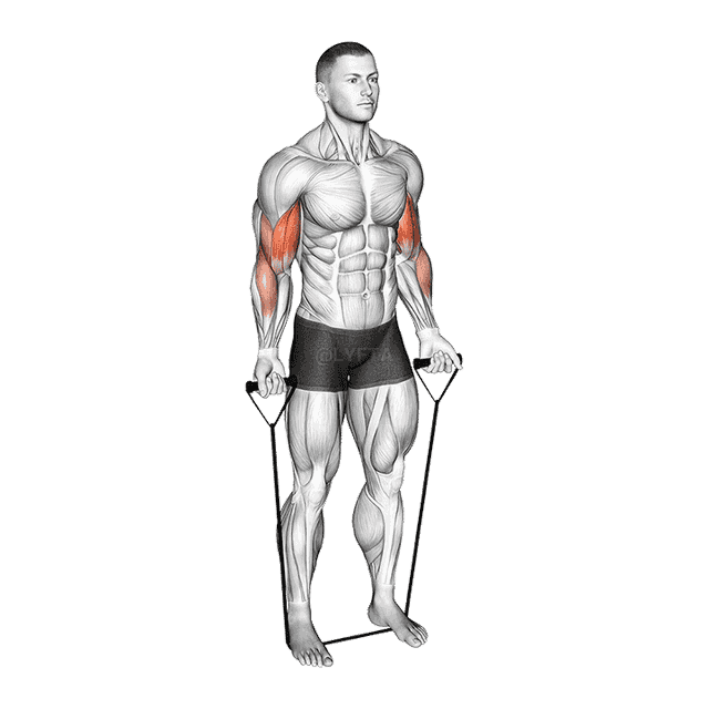 Band Close Grip Biceps Curl demonstration