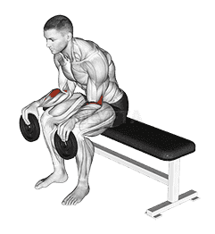 Weighted Seated Supination demonstration