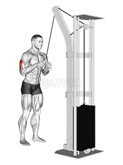 Cable Triceps Pushdown  demonstration