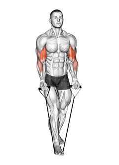Band Biceps Curl  demonstration