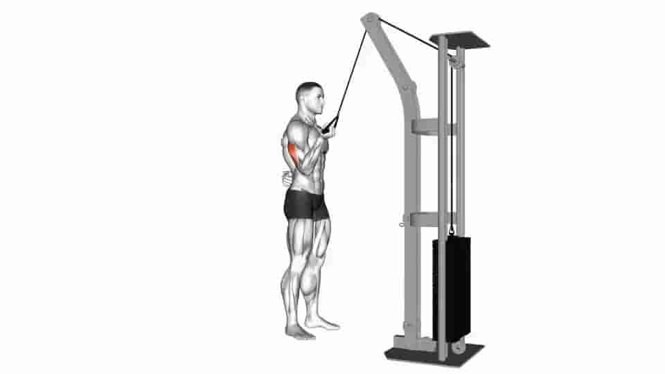 Thumbnail for the video of exercise: Cable Standing One Arm Triceps Extension