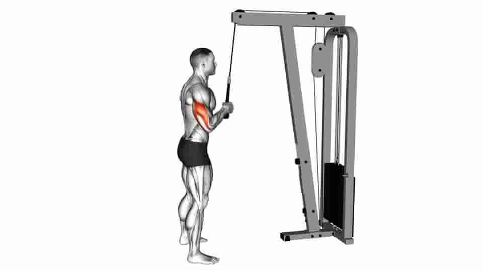 Thumbnail for the video of exercise: Cable Standing One Arm Tricep Pushdown 
