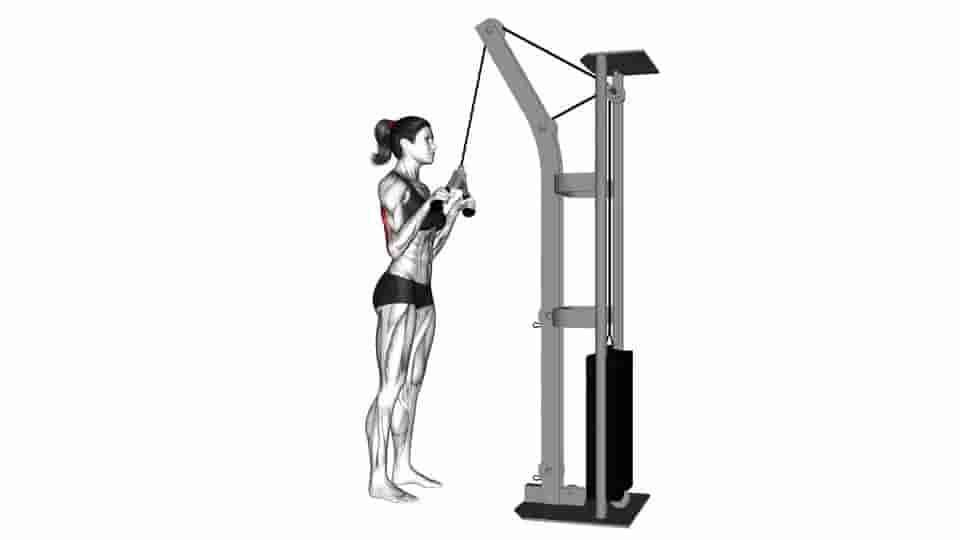 Thumbnail for the video of exercise: Cable Triceps Pushdown 