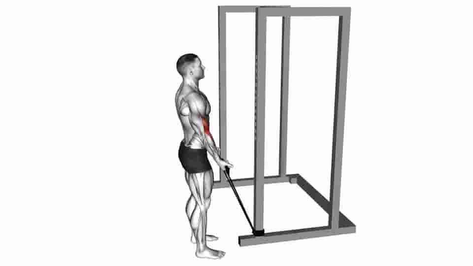 Thumbnail for the video of exercise: Band Standard Biceps Curl 