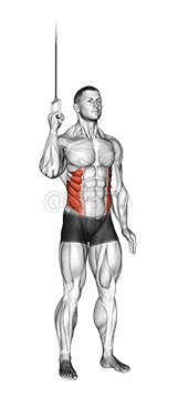 Thumbnail for the video of exercise: Cable Side Crunch