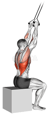 Thumbnail for the video of exercise: Band close-grip pulldown