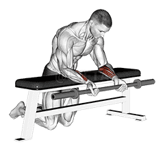Thumbnail for the video of exercise: Barbell Palms Up Wrist Curl Over A Bench