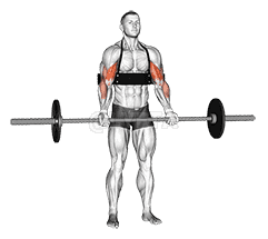 Thumbnail for the video of exercise: Barbell Biceps Curl 