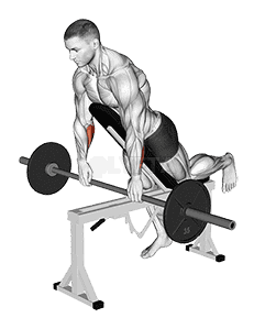 Thumbnail for the video of exercise: Barbell Incline Wrist Curl with Chest Support