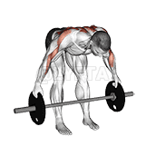Thumbnail for the video of exercise: Barbell Bent Over Wide Row Plus