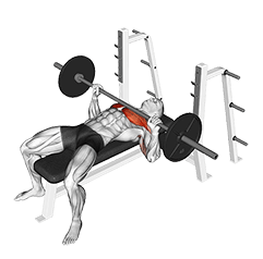 Bench Press