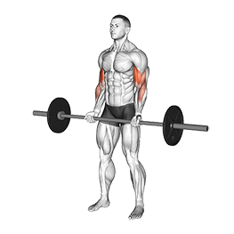 Barbell Curl