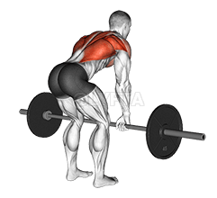 Bent Over Row