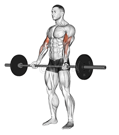 Barbell Curl